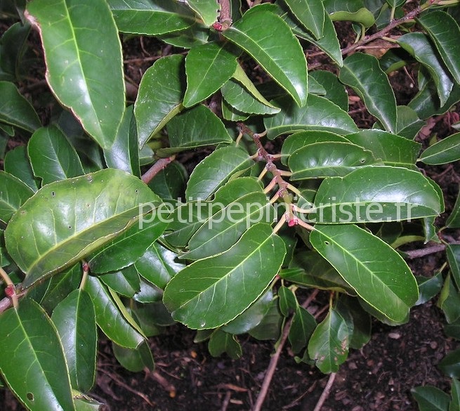 feuilles du prunus lusitanica zorica